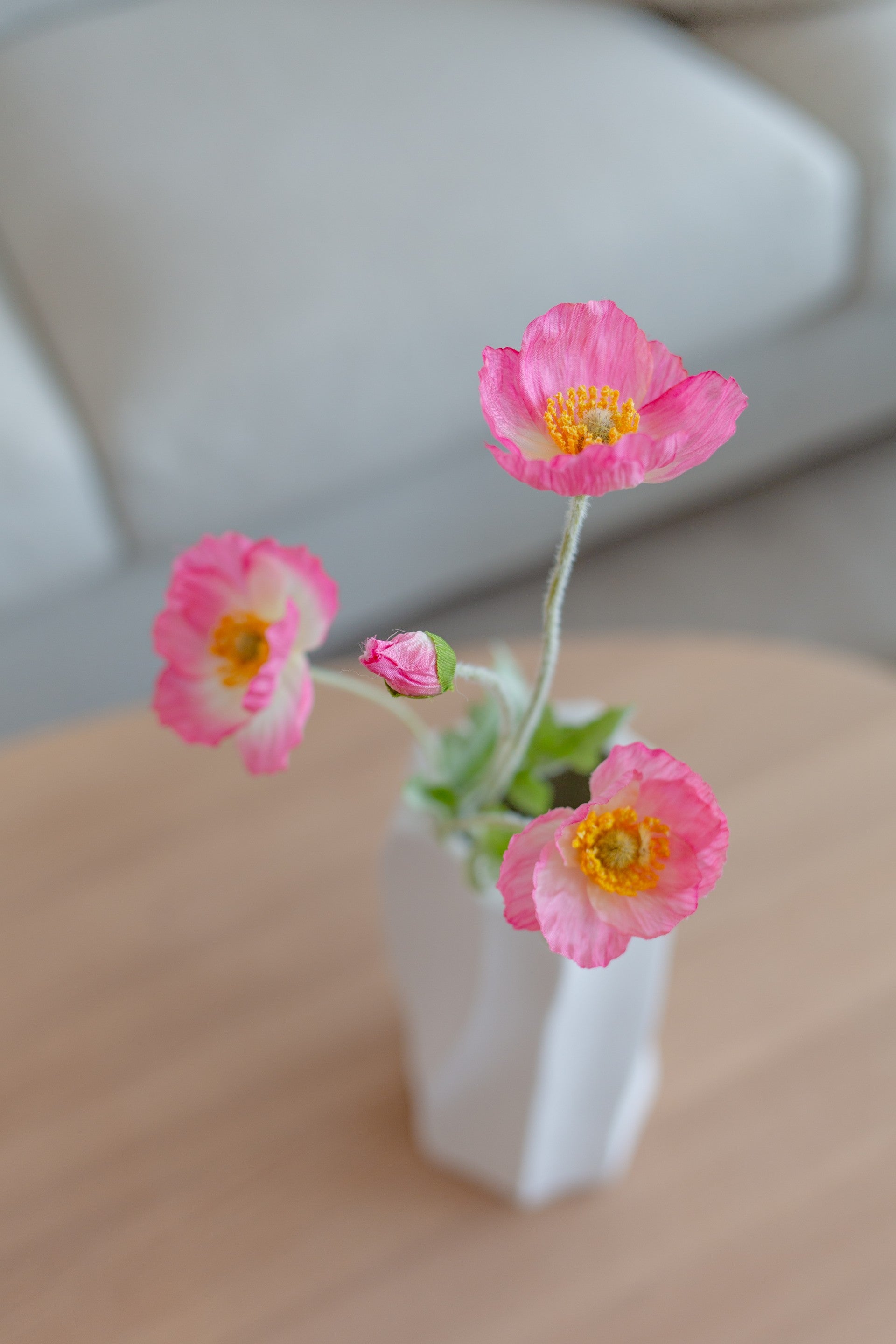 Poppy Flower Rosa