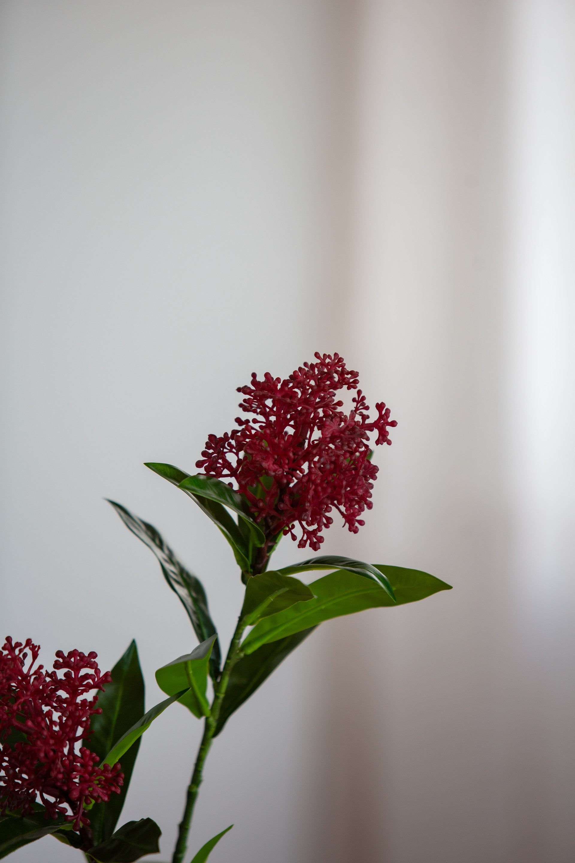 Skimmia Berry Branch rød
