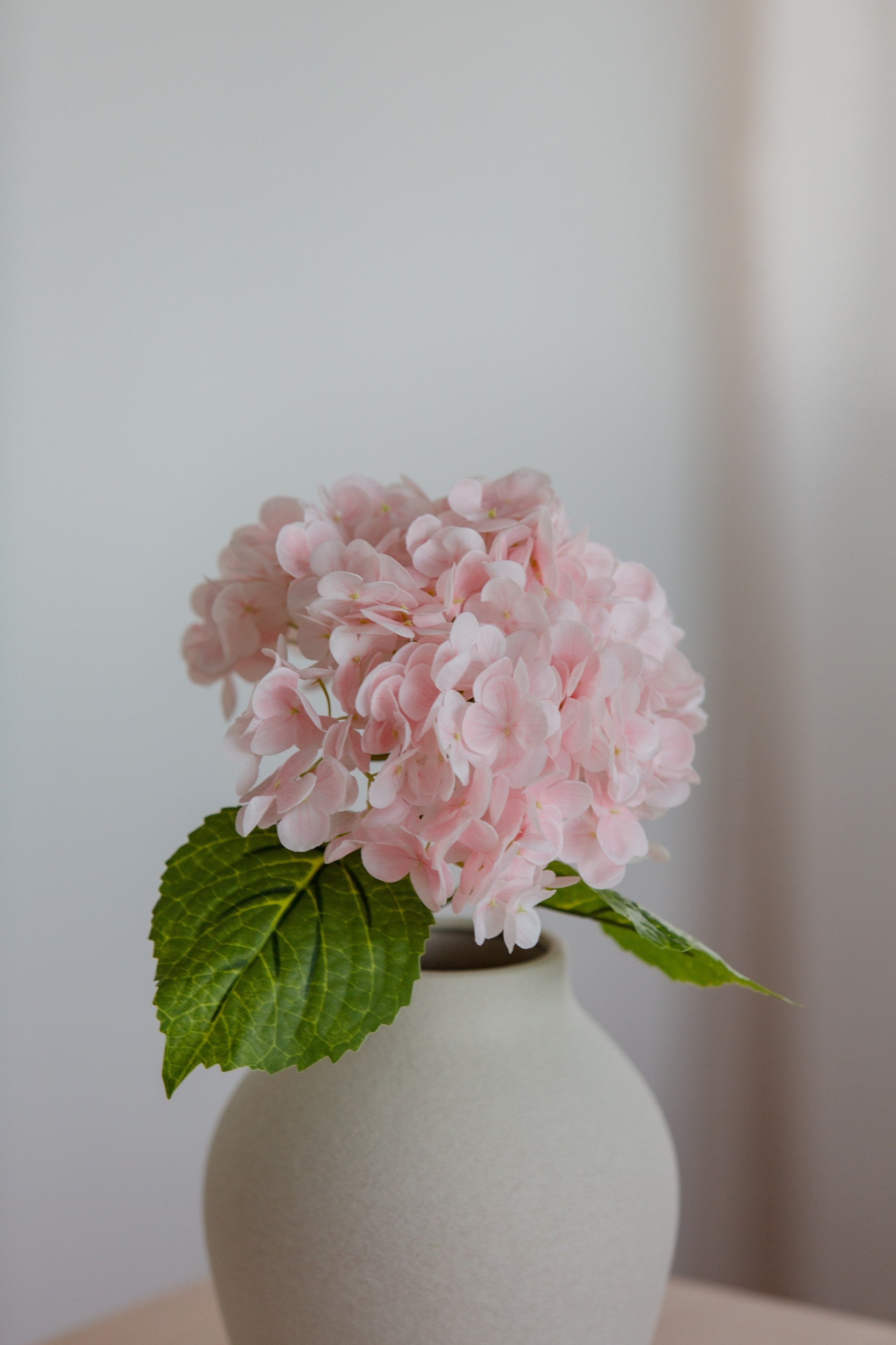 Hydrangea lys rosa