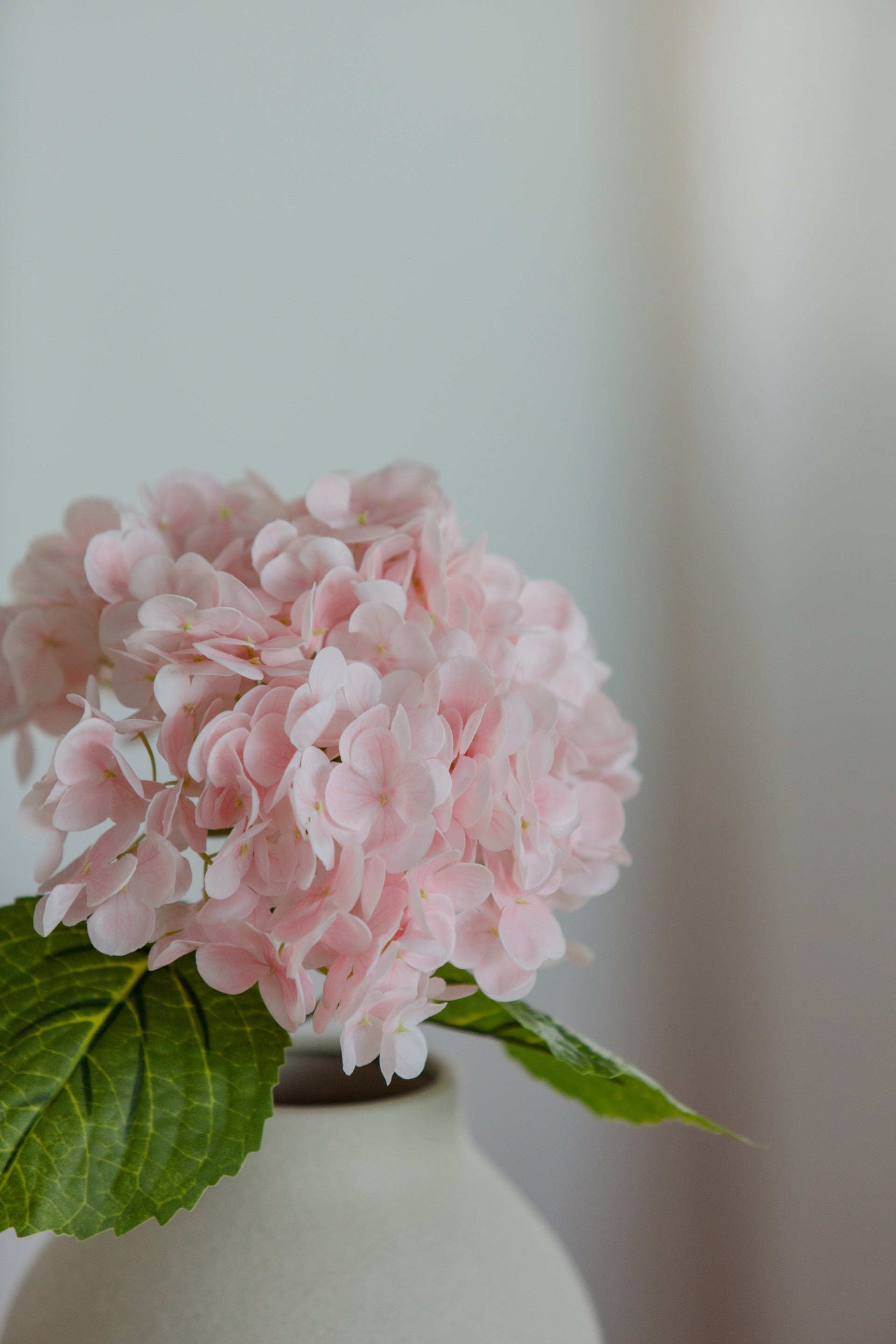 Hydrangea lys rosa