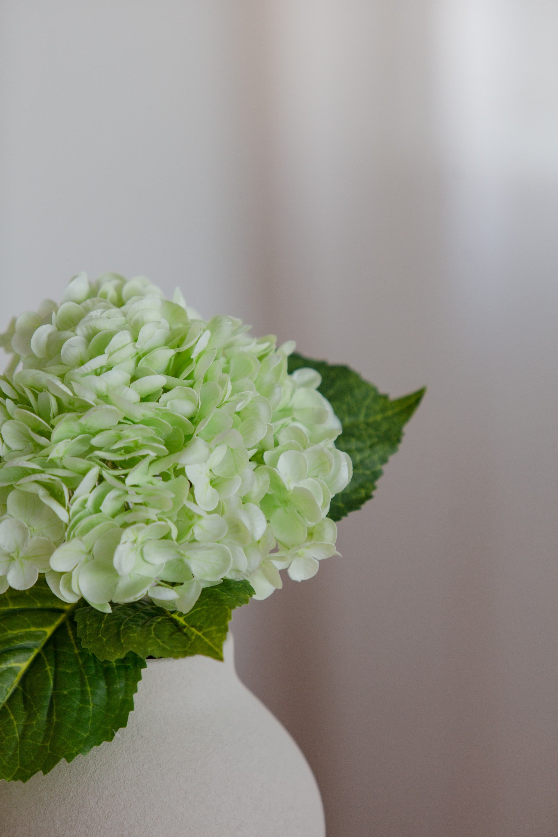 Hydrangea lys grønn