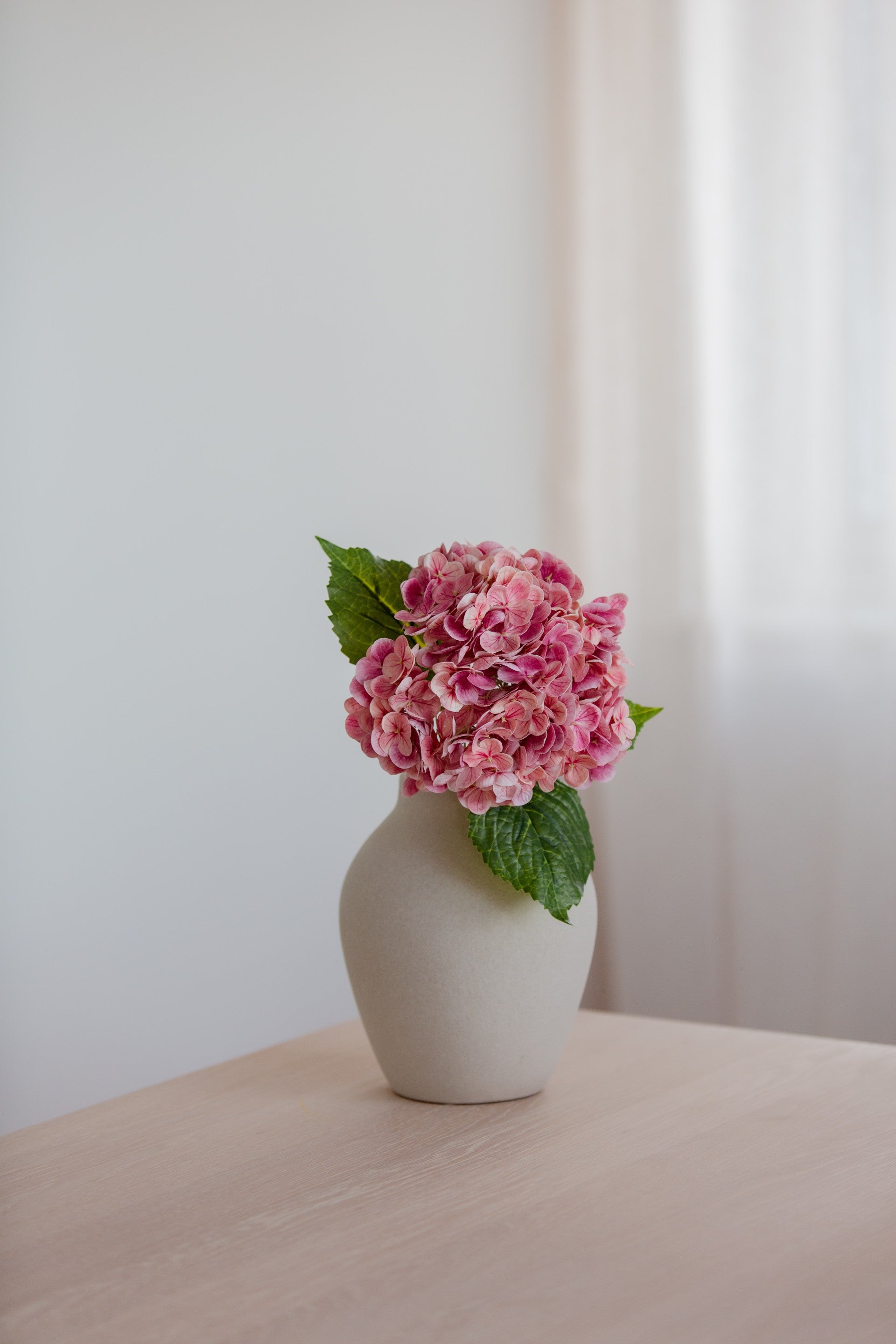 Hydrangea rosa