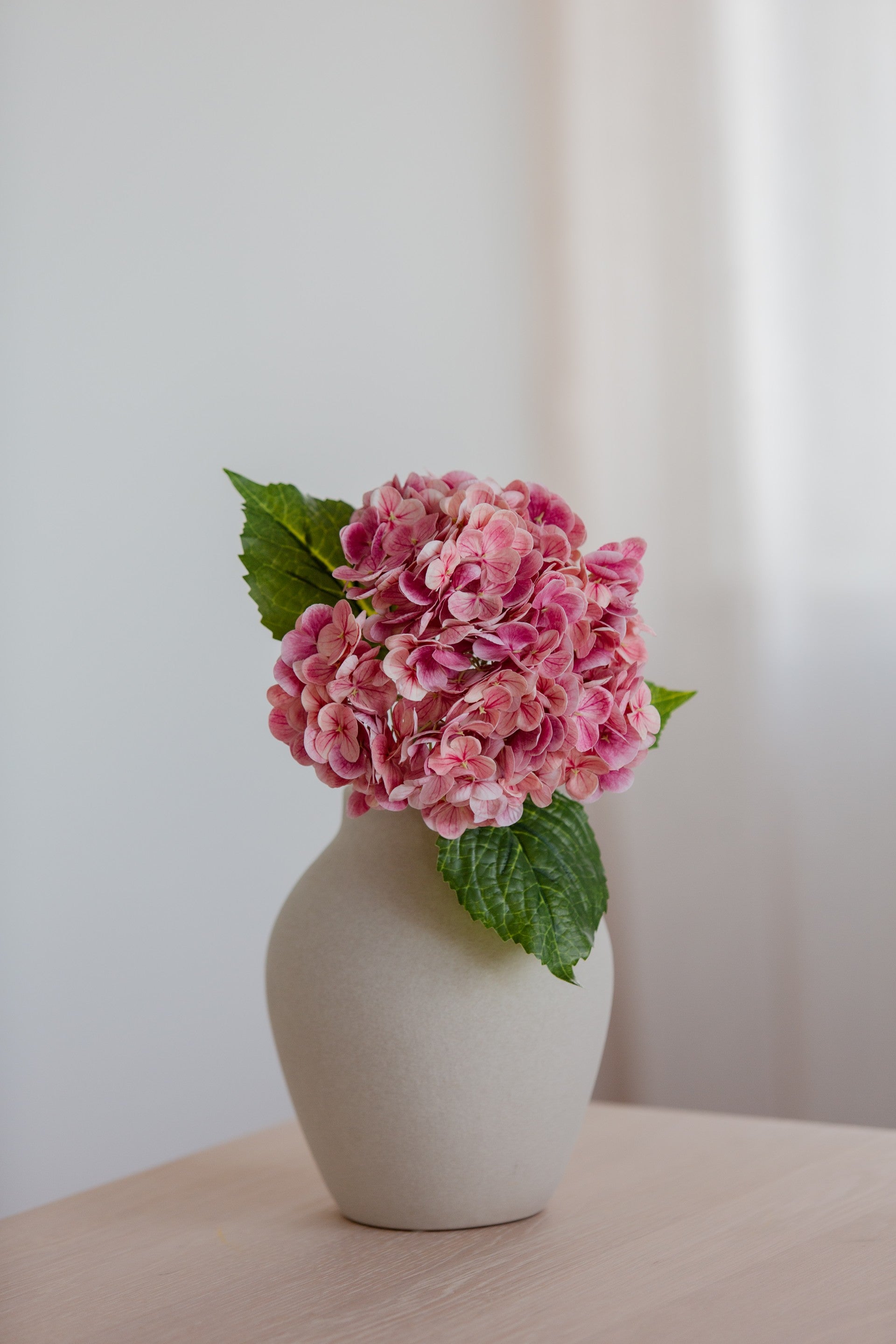 Hydrangea rosa