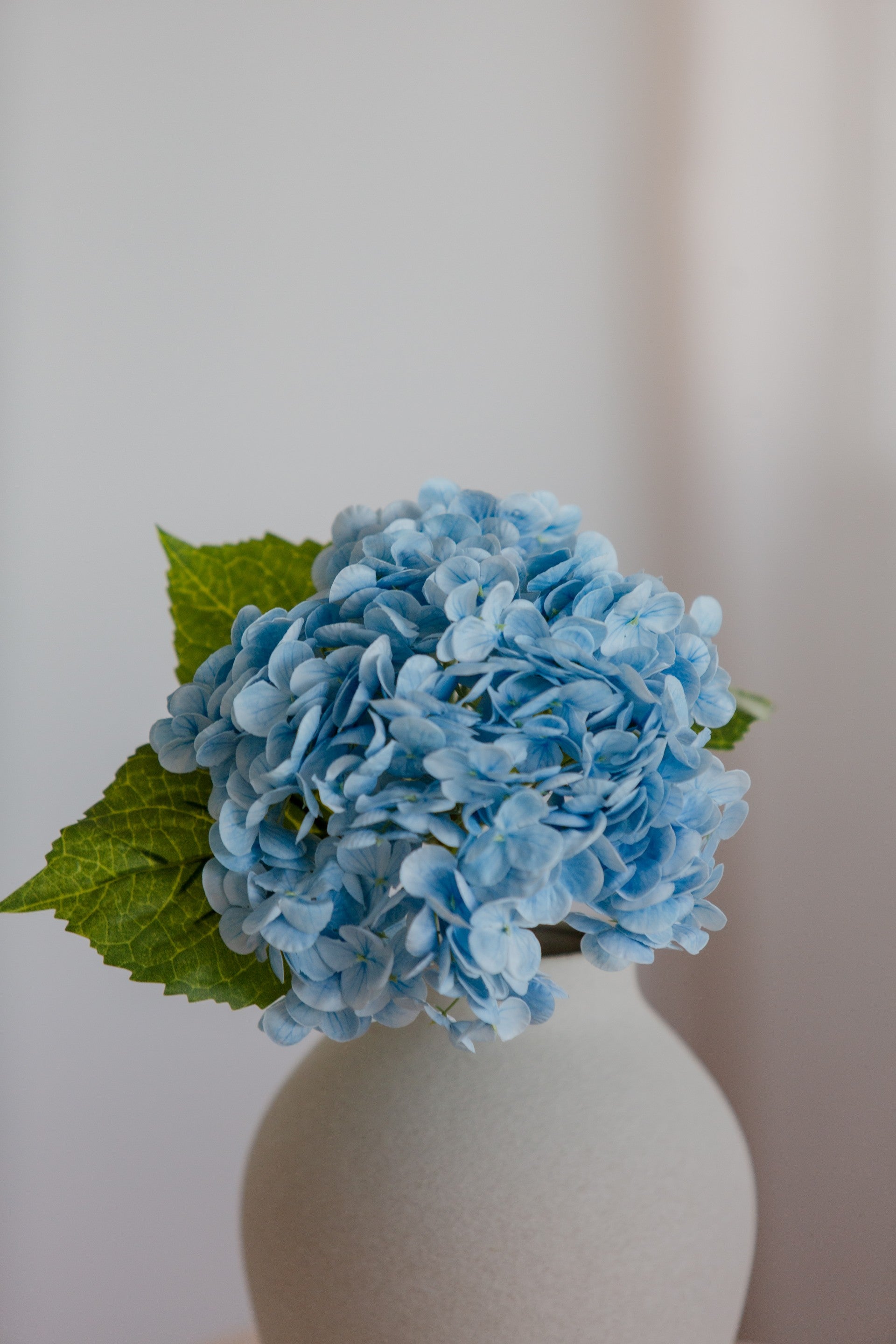 Hydrangea blå