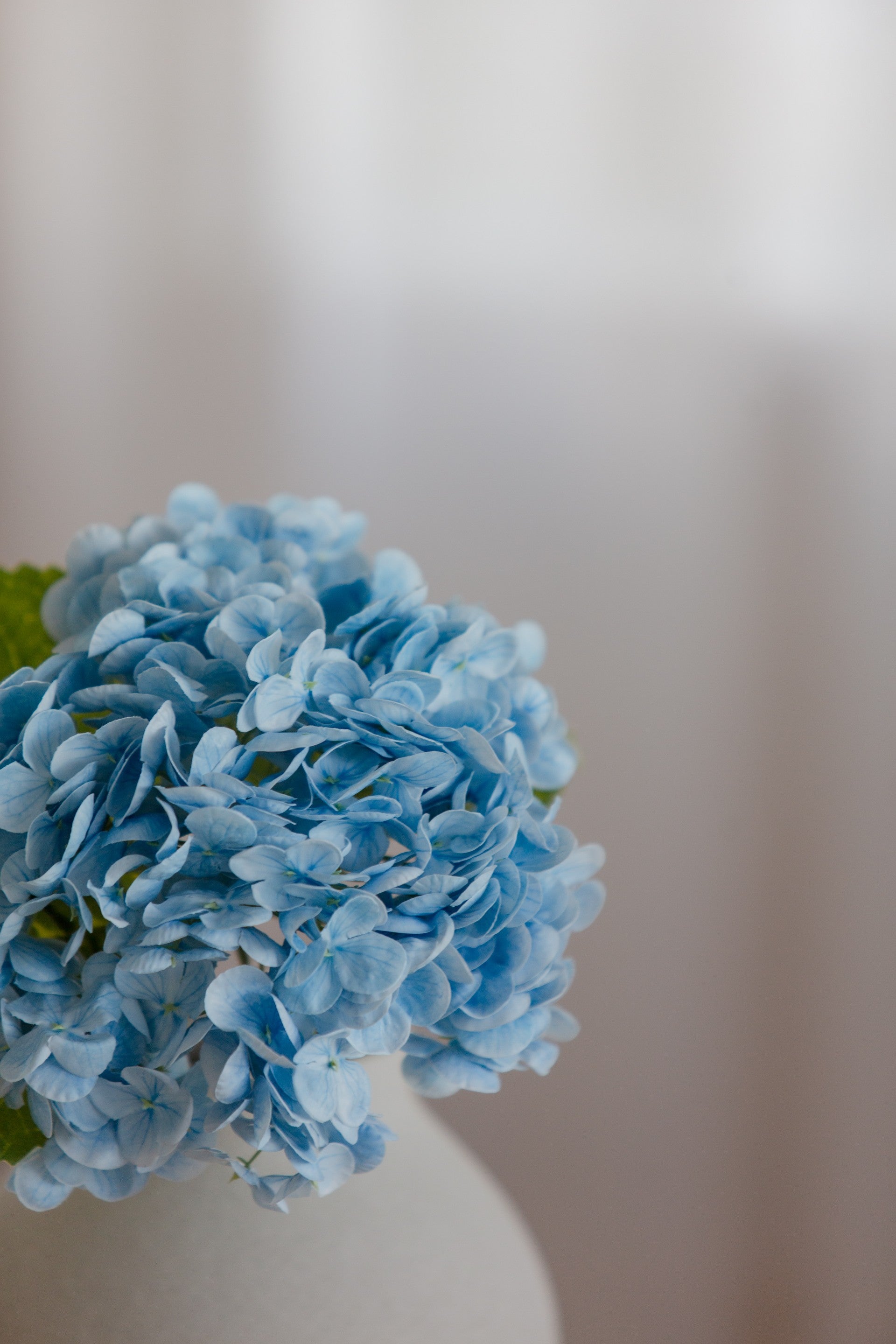 Hydrangea blå